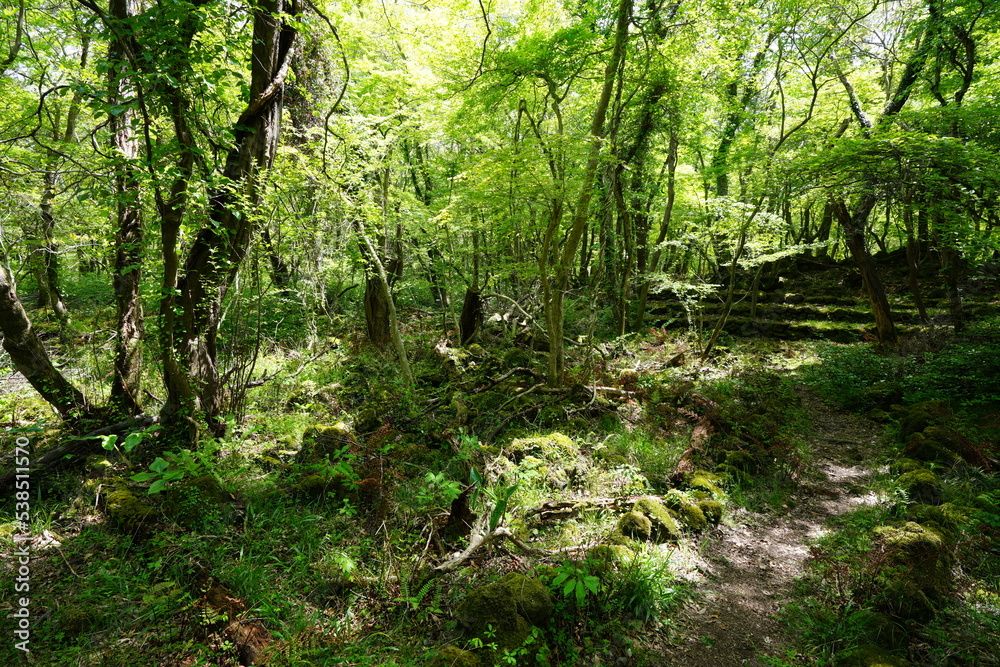 old stairs in deep forest