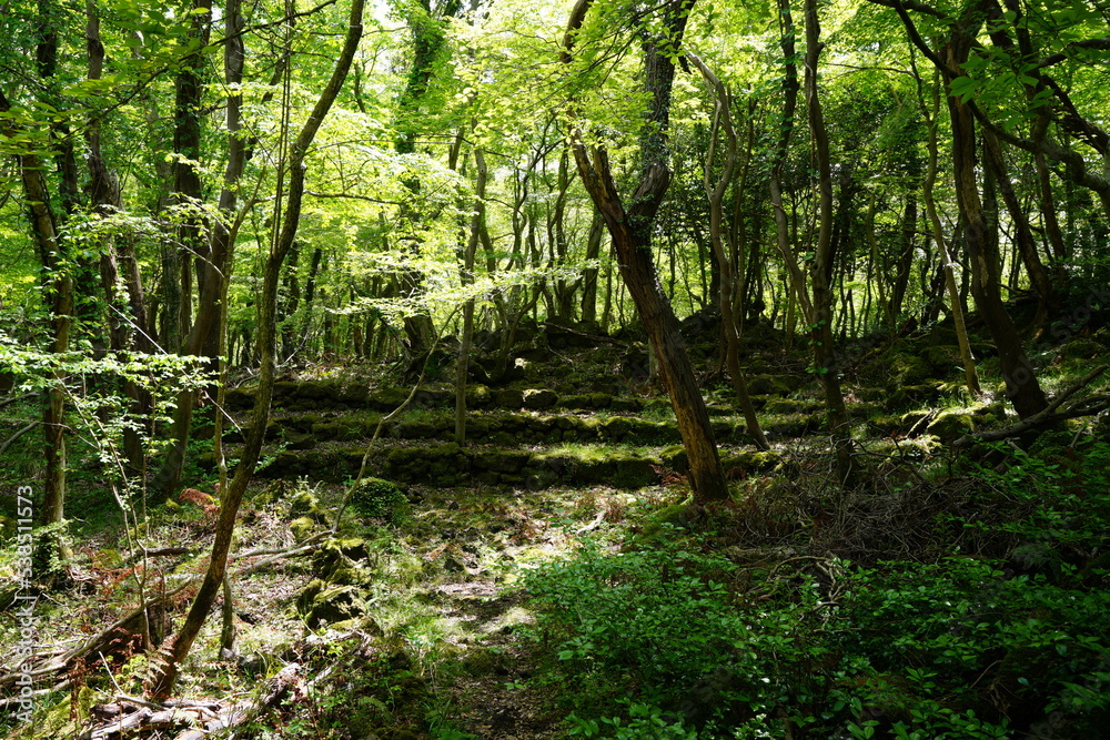 Obraz premium old stairs in deep forest