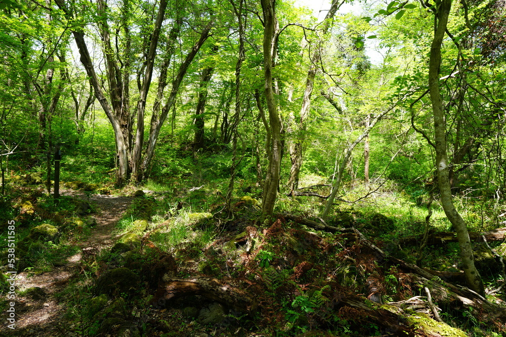 thick wild forest in spring