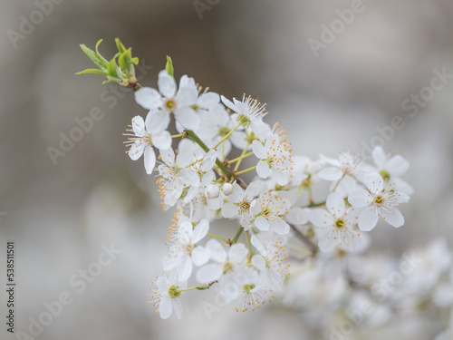 weiße blüten im Frühling an einem Ast