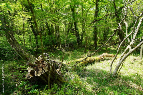 thick wild forest in spring