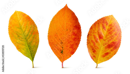 Принти на полотні Three autumn leaves of chokeberry isolated on a white background, orange fallen leaf