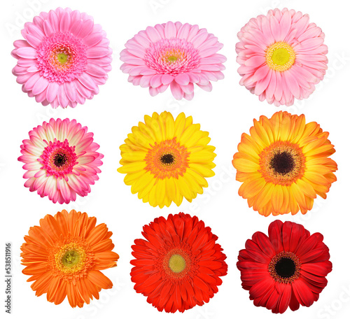Collection colorful gerbera flowers isolated, PNG. © vencav