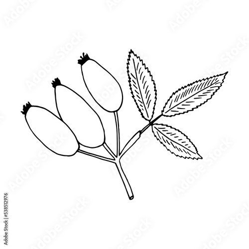 rosehip berries and leaves hand drawn in doodle style. icon, sticker, decor element.