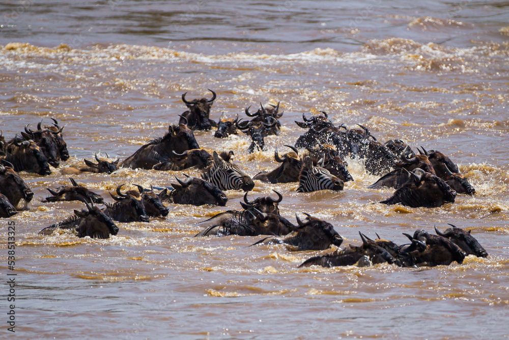 Blue Wildebeest crossing the Mara River during the annual migration in Kenya Blue Wildebeest crossing the Mara River during the annual migration in Kenya