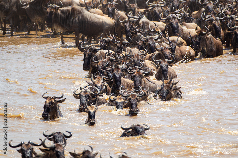 Obraz premium Blue Wildebeest crossing the Mara River during the annual migration in Kenya 