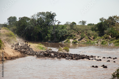 Blue Wildebeest crossing the Mara River during the annual migration in Kenya 