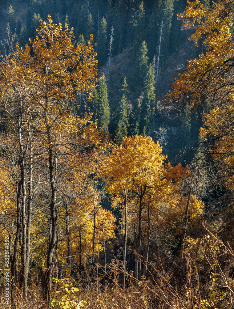 autumn forest in the morning