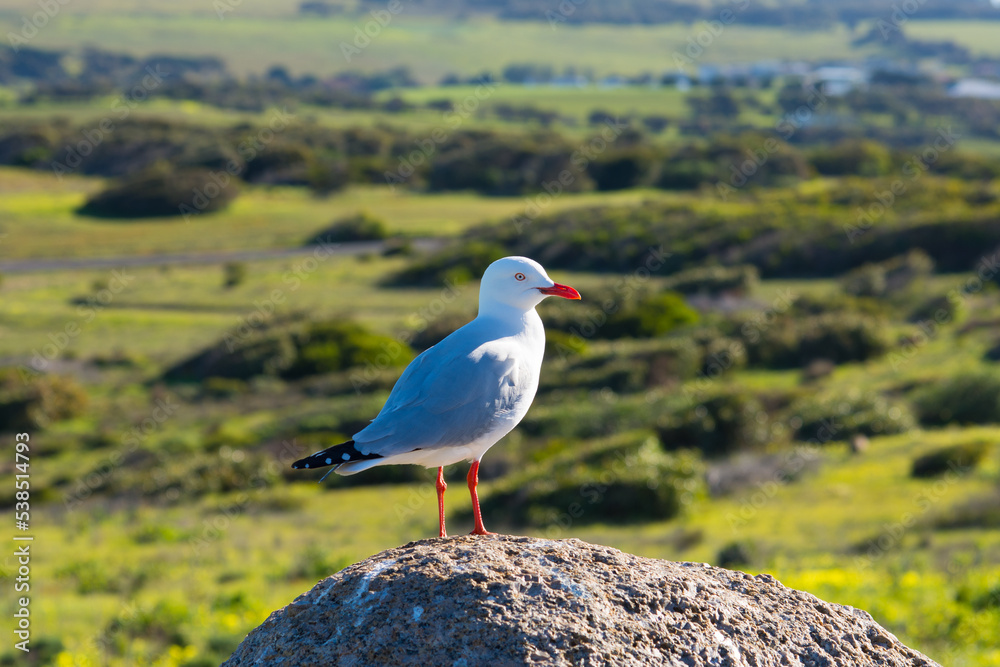 Fototapeta premium a young beautiful seagull standing on a grey rock in wild