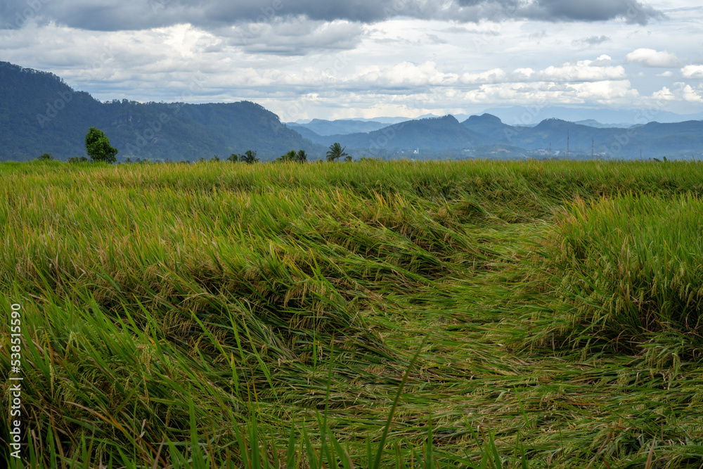 Paddy field Landscape in beautiful day and sky
Paddy field Landscape in beautiful day and sky