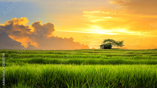 Fotografie Paddy field Landscape in beautiful day and sky