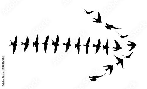 Birds flying in arrow formation isolated, PNG.