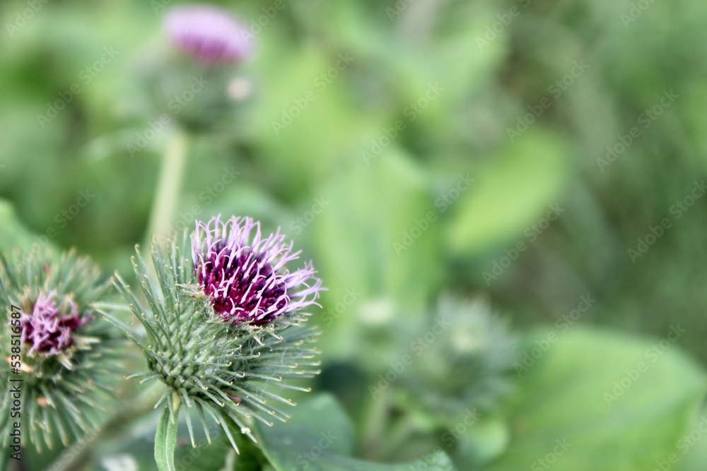 green thistle blooms with purple flowers in autumn green thistle blooms with purple flowers in autumn