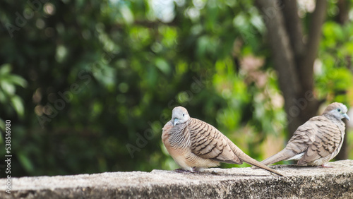a small pigeon resting on the fence. 