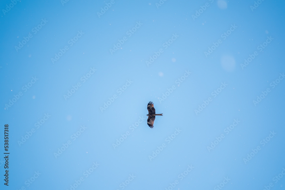 Fototapeta premium The bird of prey Black Kite flying in blue Sky in winter snowfall