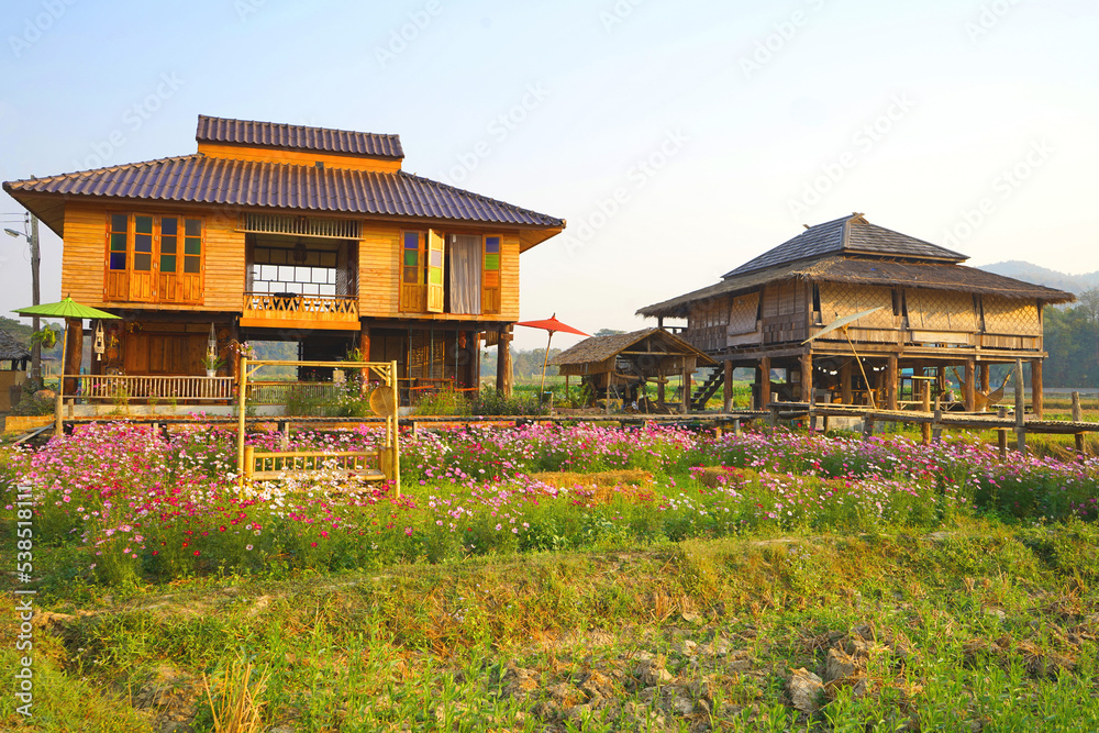 Tai Lue wooden house in the rice field. There is a flower garden in front of the house surrounded by hills.        