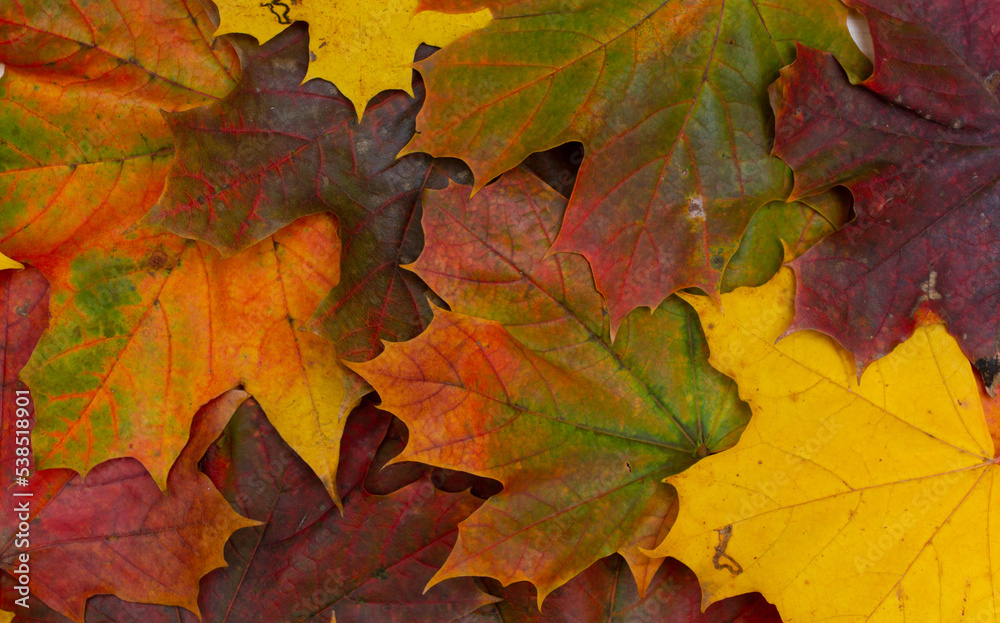 Autumn maple leaves background, colorful autumn background, maple leaves texture