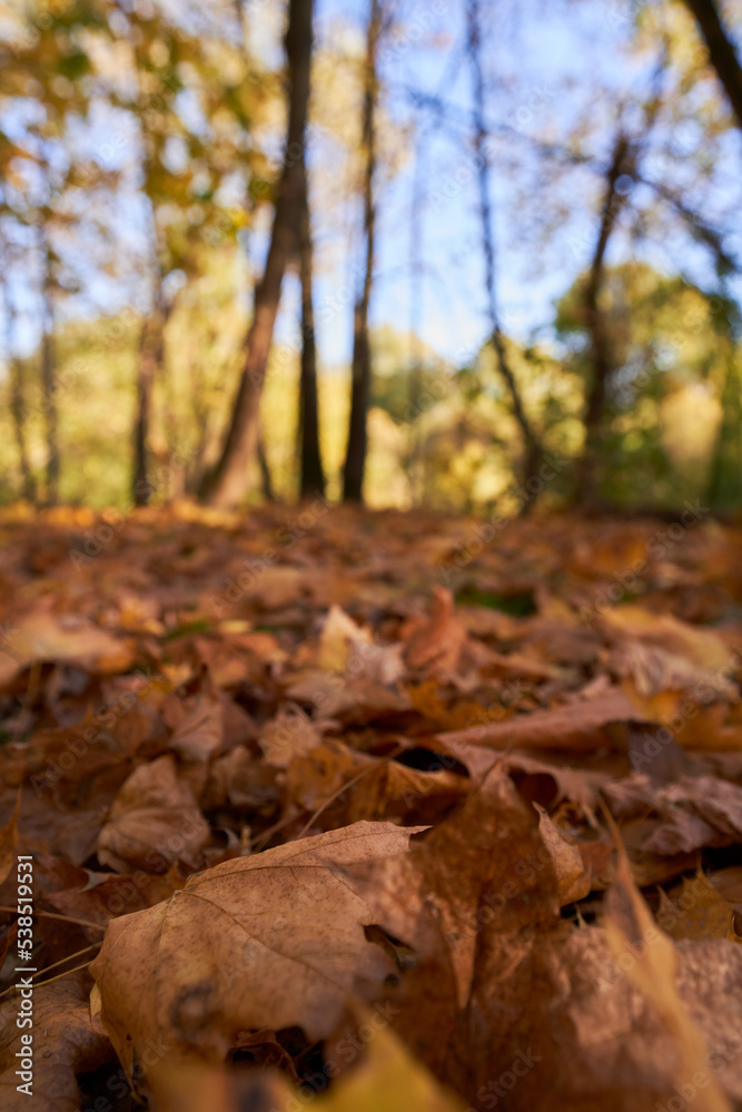 Park with a carpet of fallen leaves underfoot and golden trees.