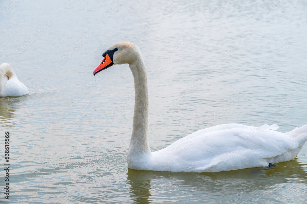 Graceful white Swan swimming in the lake, swans in the wild. Portrait of a white swan swimming on a lake.