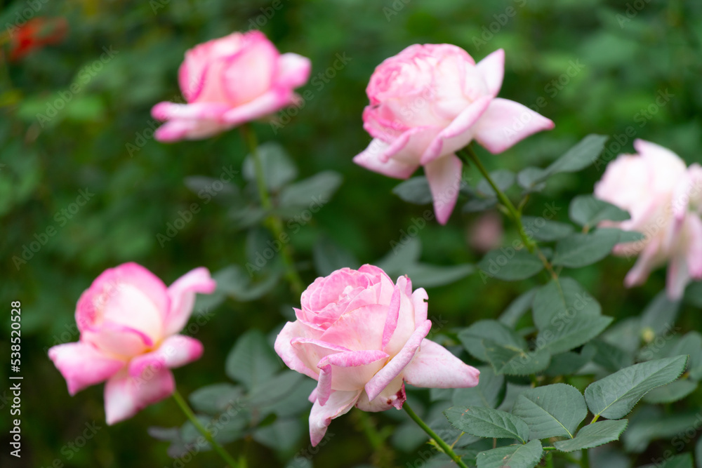 薔薇 薔薇
