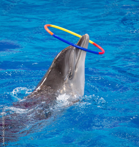 A dolphin with a hoop swims in the pool.
