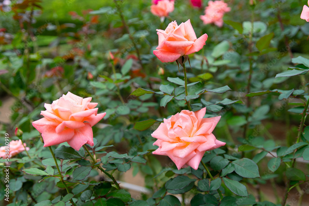 薔薇 薔薇