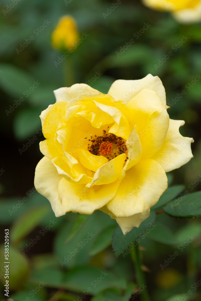 薔薇 薔薇