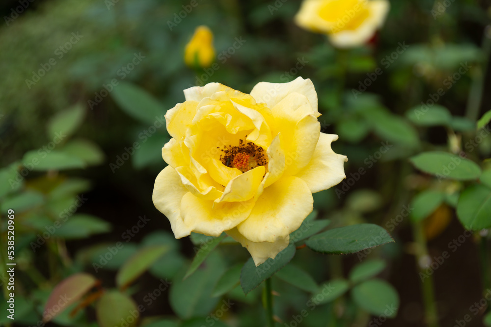 薔薇 薔薇
