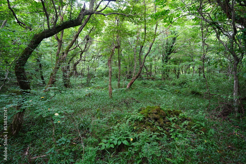 Obraz premium mossy rocks and old trees in primeval forest