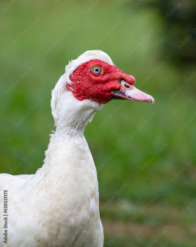 White goose portrait on green grass in summer.