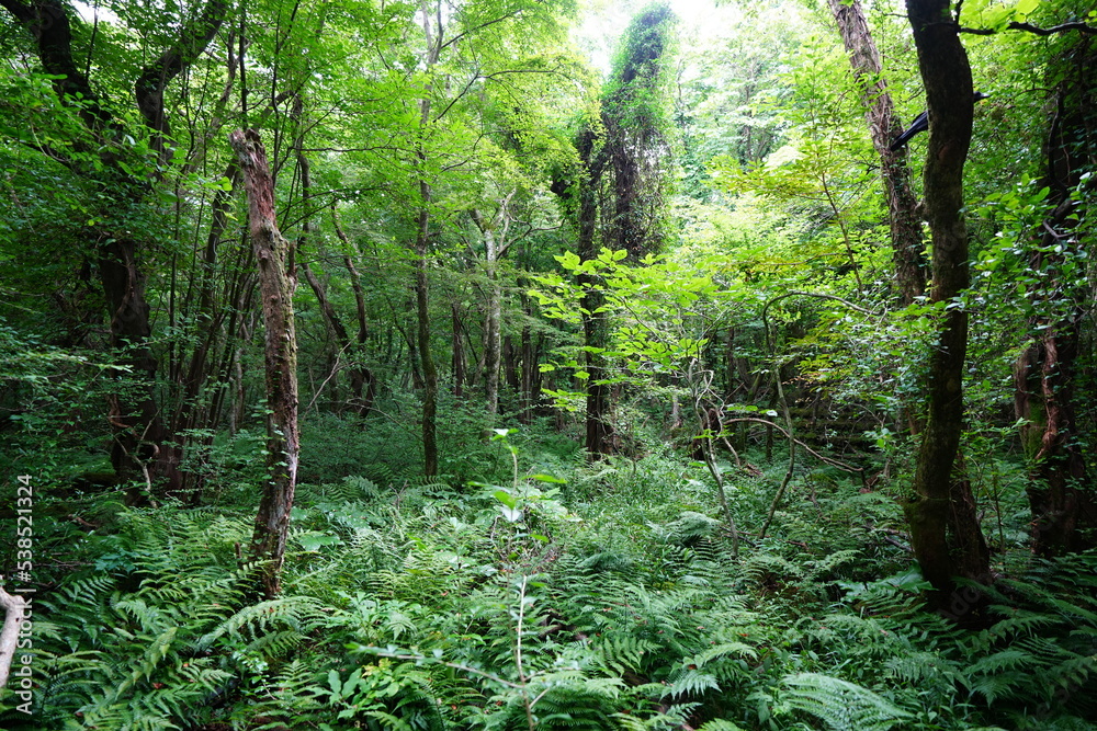 Fototapeta premium refreshing wild forest in the sunlight
