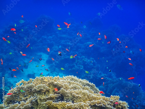 Fototapeta Naklejka Na Ścianę i Meble -  colorful little fish at the coral reef with blue water in egypt