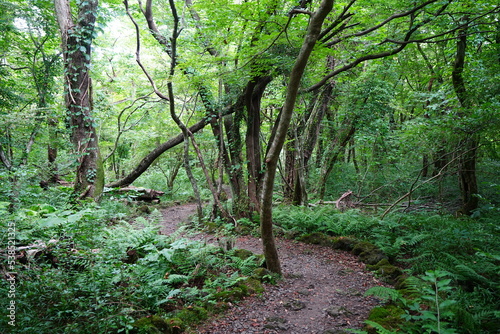 refreshing summer forest in the sunlight 