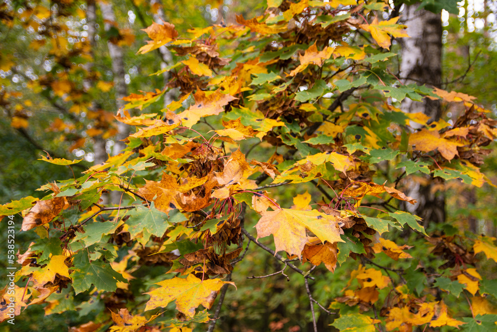 Autumn leaves on trees and ground in the forest on a sunny clear day. Autumn.