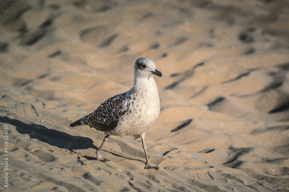 Obraz premium Oiseau sur la plage