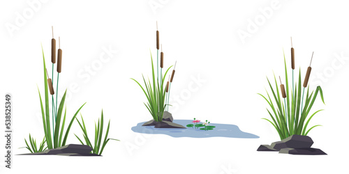 Cattail reeds and stones, water lilies (lotus flowers) nearby - a set of color vector drawings isolated on a white background.