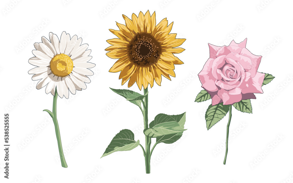 Naklejka premium Realistic flower Botanical Plant drawings Illustration Sunflower Daisy and Rose