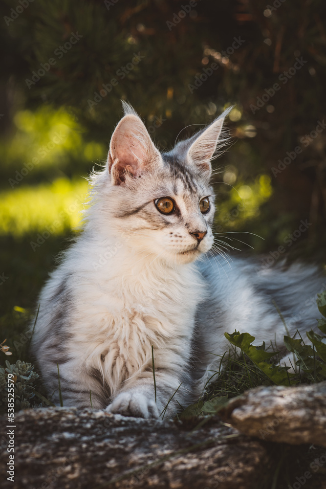 Obraz premium Junge Maine Coon Katze im Garten