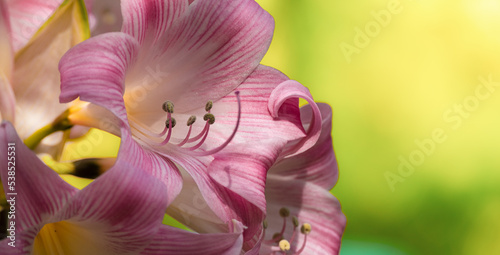 Close up on a pink lily photo