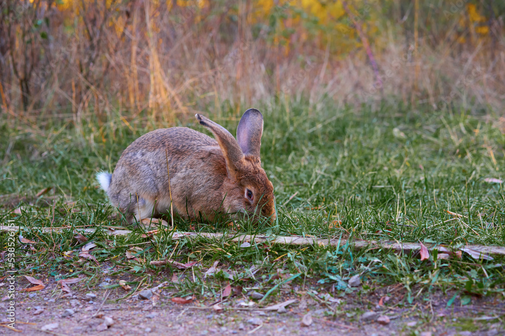 Fluffy eared rabbit sits on a green meadow and eats green grass in the evening Fluffy eared rabbit sits on a green meadow and eats green grass in the evening