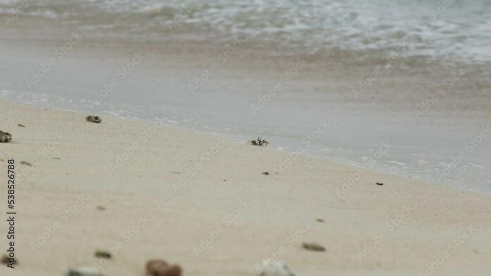 Little Crab on a white beach, white sea crab, animals Little Crab on a white beach, white sea crab, animals