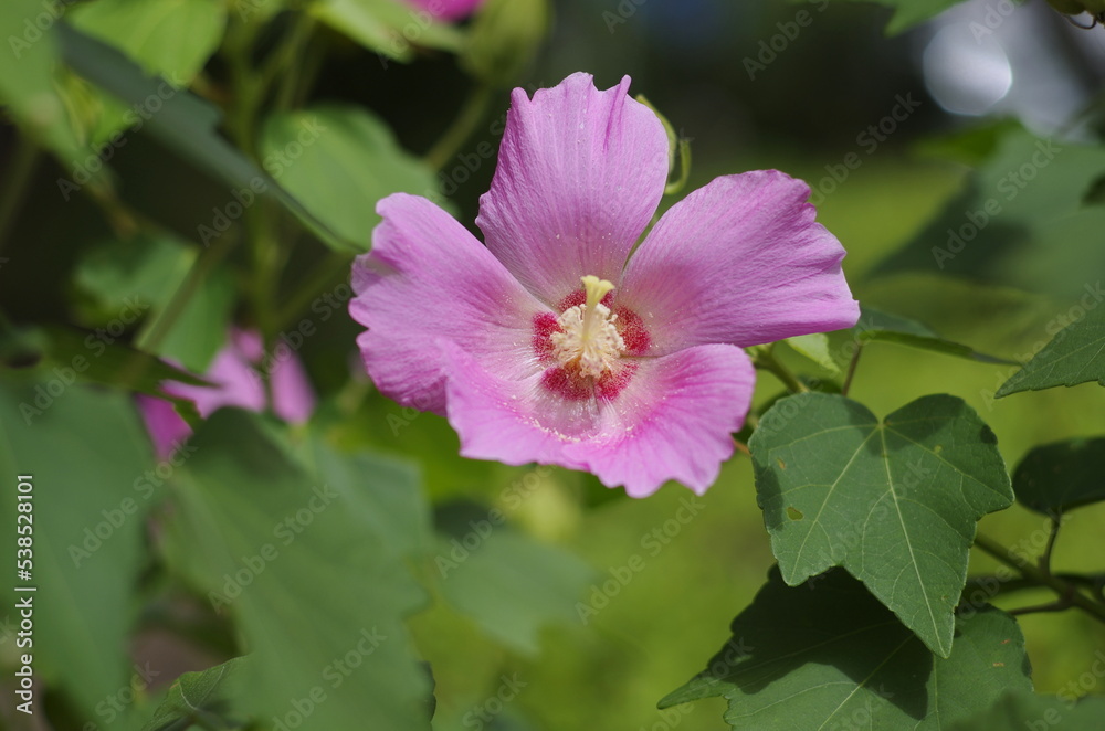 Mukuge (Hibiscus syriacus), deciduous tree of the mallow family Mukuge (Hibiscus syriacus), deciduous tree of the mallow family