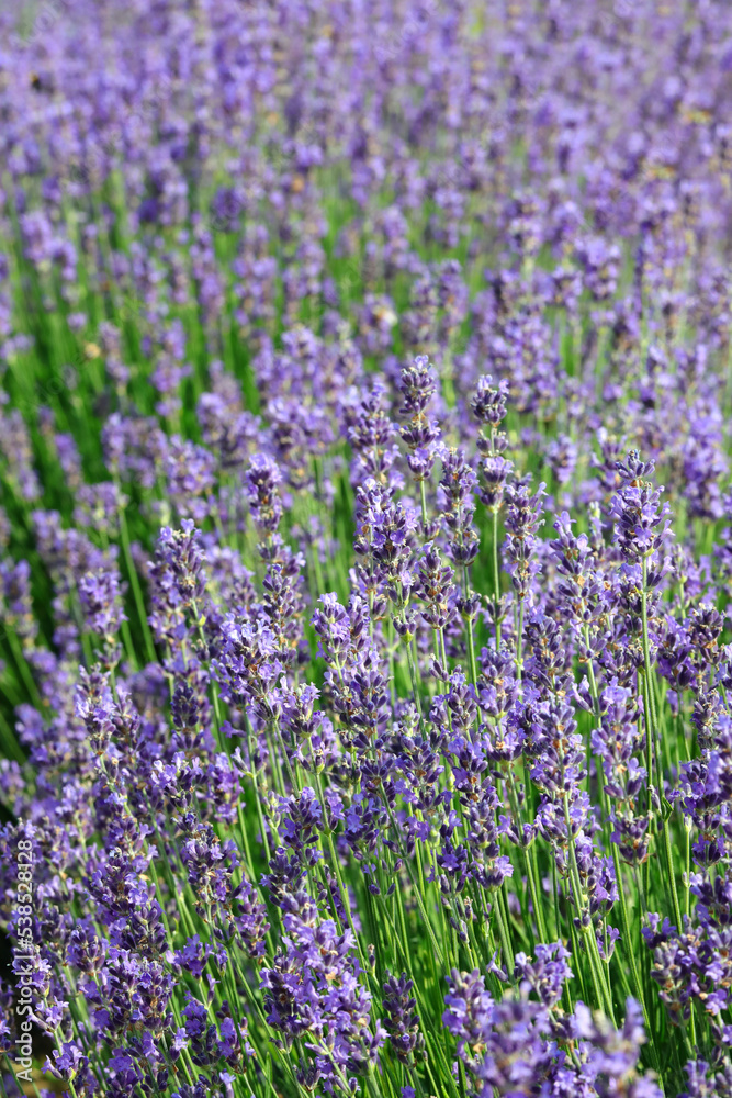 cultivation with dense flowering bushes of fragrant lavender to obtain perfumes and essential oils cultivation with dense flowering bushes of fragrant lavender to obtain perfumes and essential oils