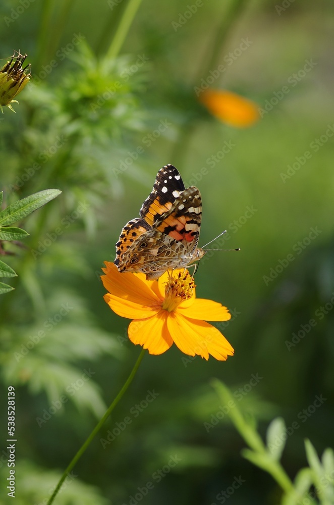 Kibanacosmos (Cosmos sulphureus) and Tsumagrohyoumon (Argyreus hyperbius) Kibanacosmos (Cosmos sulphureus) and Tsumagrohyoumon (Argyreus hyperbius)