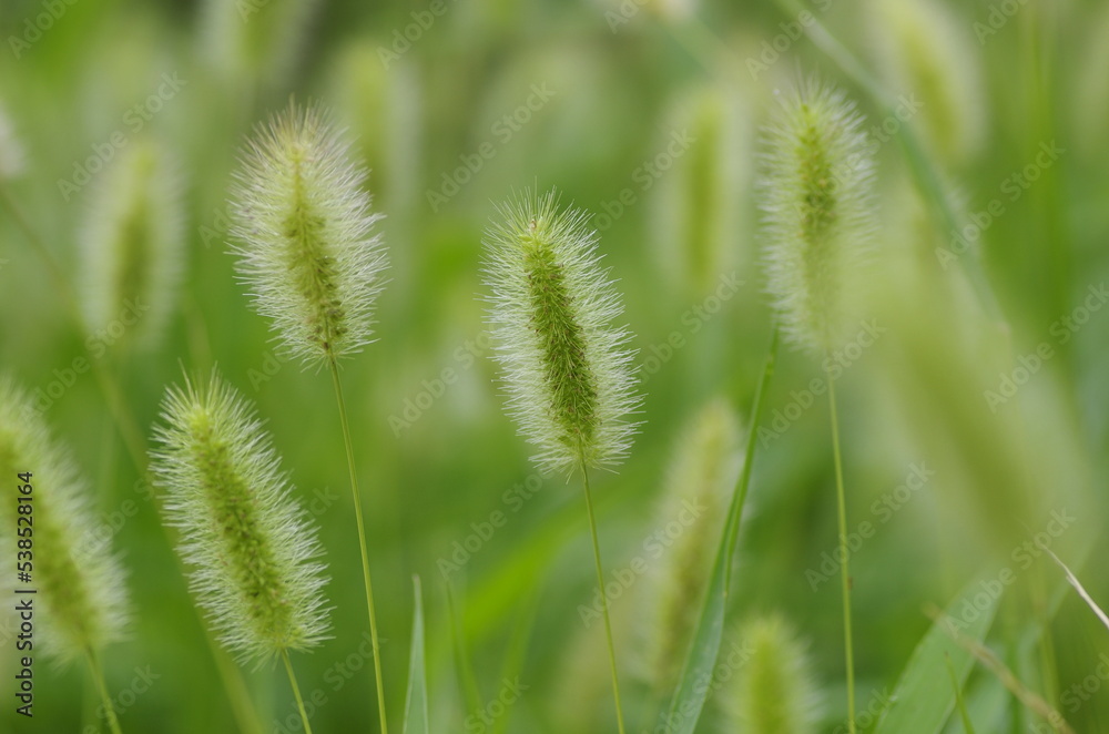 Enokorogusa (Setaria viridis), annual herbs of the family Poaceae, genus Enoglossa Enokorogusa (Setaria viridis), annual herbs of the family Poaceae, genus Enoglossa