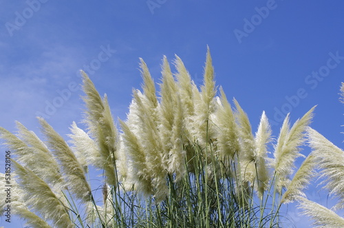 Shiroganeyoshi, Pampas grass (Cortaderia selloana)