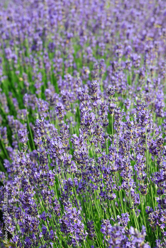 cultivation with dense flowering bushes of fragrant lavender to obtain perfumes and essential oils