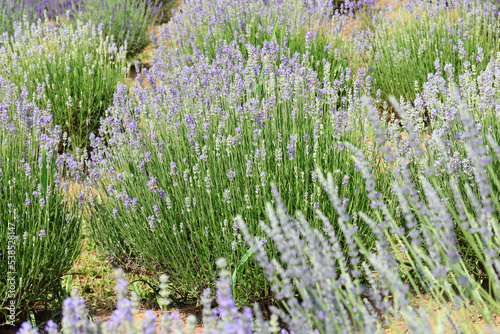 lavender flower bushes in the cultivated field for the production of perfumes and essential oils