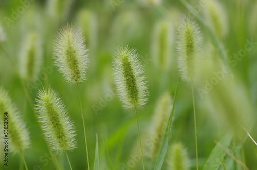 Enokorogusa (Setaria viridis), annual herbs of the family Poaceae, genus Enoglossa