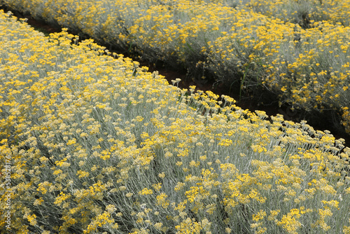 yellow flowers of helichrysum plant in the cultivated field photo